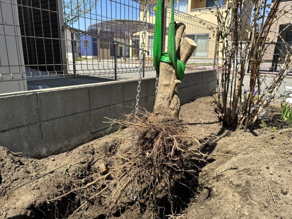 画像:伐根作業