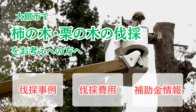 大館市柿の木伐採アイキャッチ